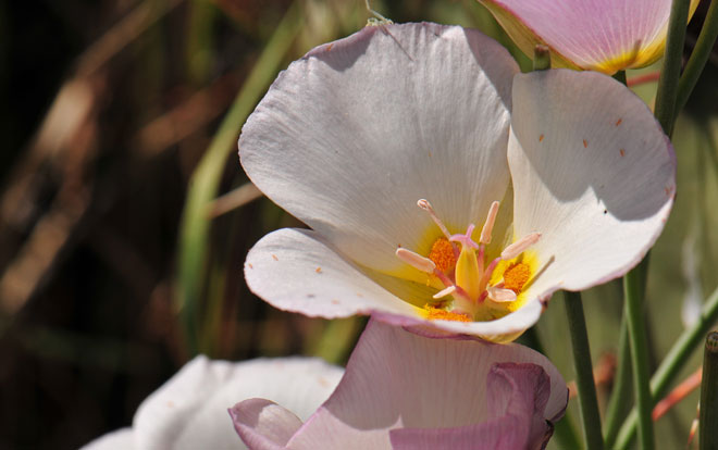 Calochortus nuttallii, Sego Lily